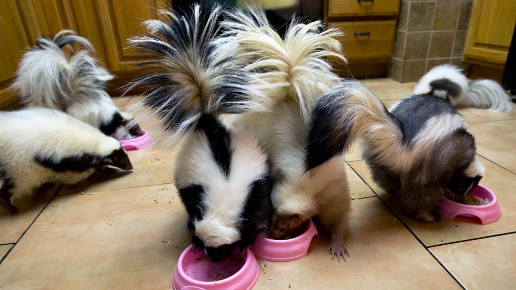 Pet-skunks-feeding