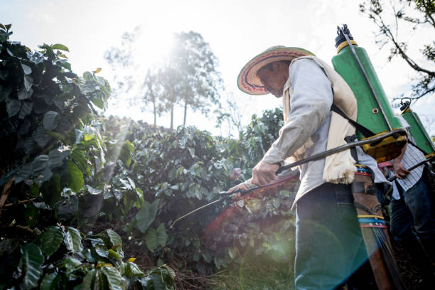 Colombian farmer working at a coffee farm fumigating the crop - agriculture concepts